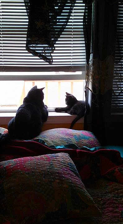 Mittens