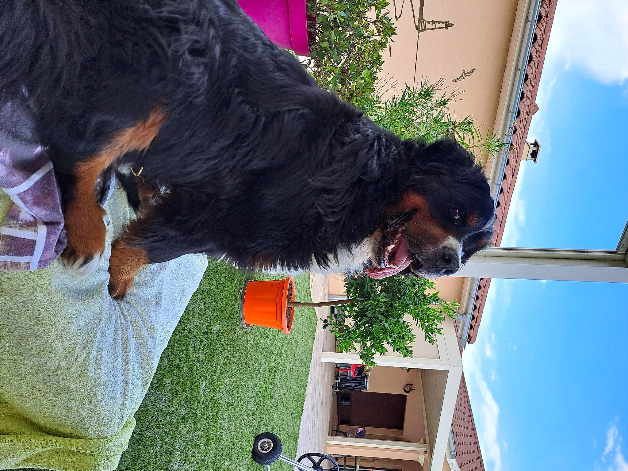 Loustic participe au concours pour gagner de l'argent avec cette photo : canidae, carnivore, cloud, companion_dog, dog, dog_breed, fun, fur, grass, green, guard_dog, leisure, liver, plant, sky, sporting_group, tail, tree, water_dog, working_dog