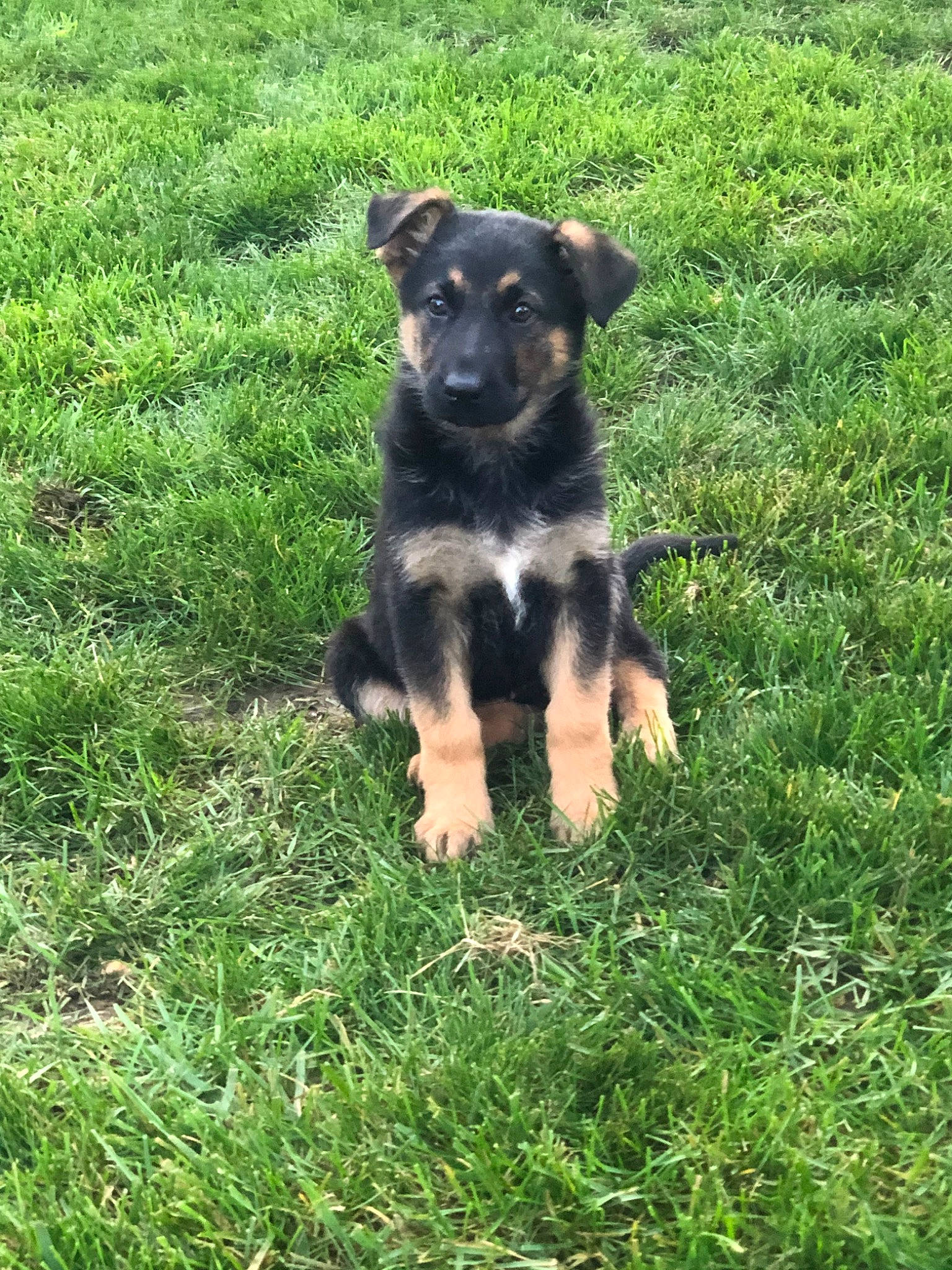 Shadow is registered to the contest to win money with this photo: black_and_tan_terrier, canidae, carlin_pinscher, carnivore, companion_dog, dog, dog_breed, english_shepherd, german_shepherd_dog, grass, huntaway, mammal, puppy, rare_breed_dog, sporting_group, vertebrate, working_dog