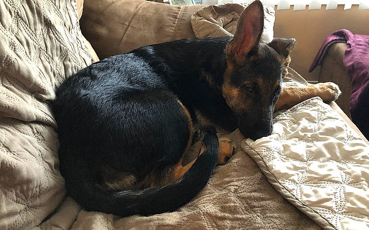 Shadow is registered to the contest to win money with this photo: canidae, carnivore, comfort, dobermann, dog, dog_breed, ear, german_shepherd_dog, mammal, nap, sleep, snout, vertebrate