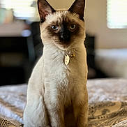 Leo Larry Singh is registered to the contest to win money with this photo: cat, siamese_cat, pet, indoor, bed, bedspread, pattern, collar, tag, animal, feline, portrait, sitting, ears, whiskers, fur, eyes, window, light, cozy