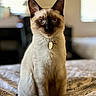 cat, siamese_cat, pet, indoor, bed, bedspread, pattern, collar, tag, animal, feline, portrait, sitting, ears, whiskers, fur, eyes, window, light, cozy