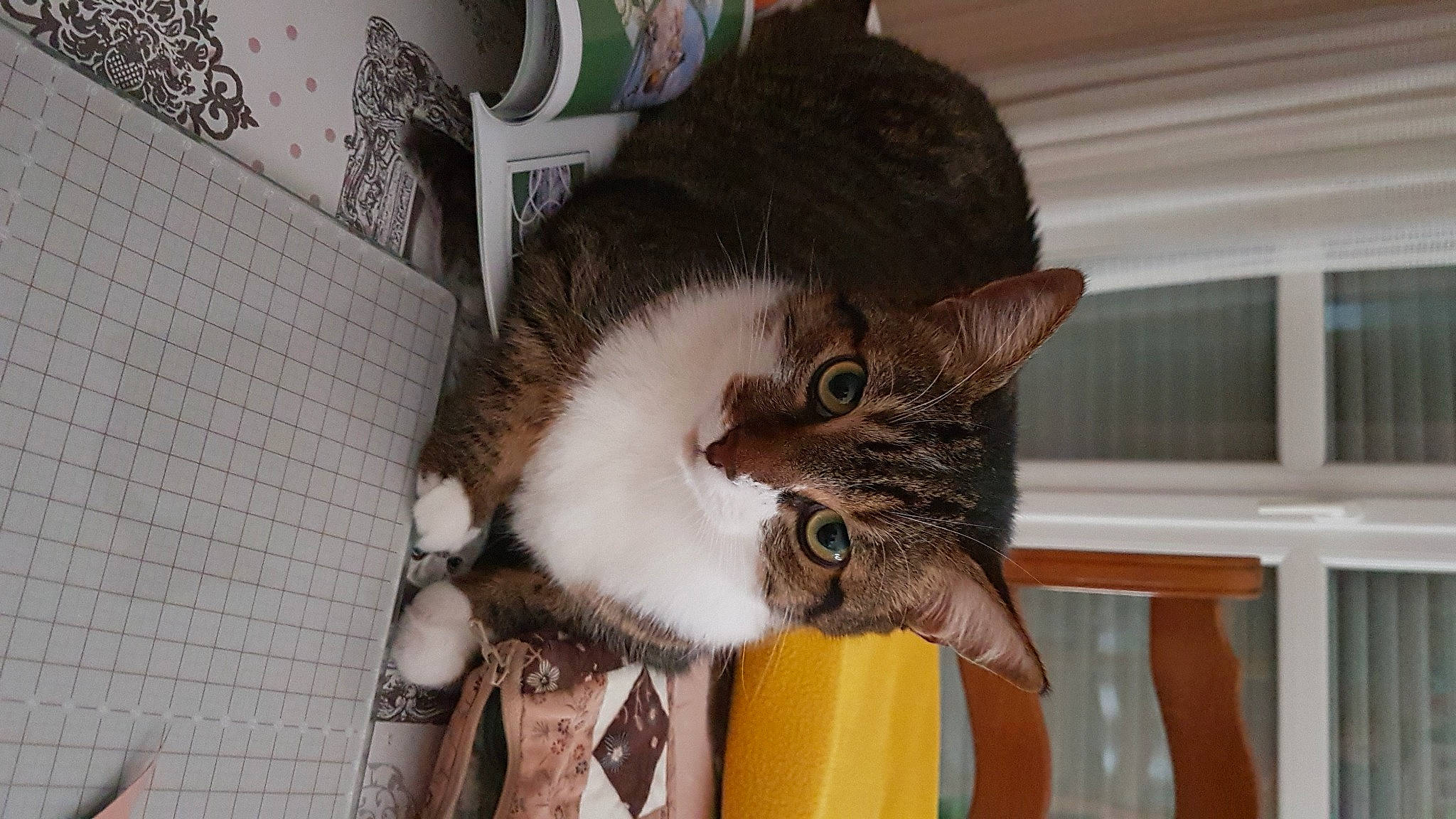 Fripouille a rejoint le concours — aidez-le/la à gagner de superbes lots ! carnivore, cat, cat_supply, domestic_short_haired_cat, ear, felidae, fur, plant, small_to_medium_sized_cats, snout, tail, whiskers, window, wood