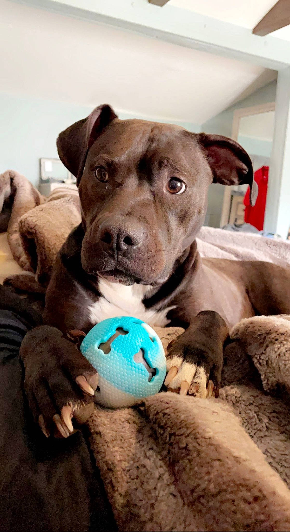 Fiji is registered to the contest to win money with this photo: ball, carnivore, comfort, companion_dog, dog, dog_breed, dog_supply, fawn, non_sporting_group, snout, soccer_ball, sporting_group, sports_toy, terrestrial_animal, whiskers, working_animal, working_dog