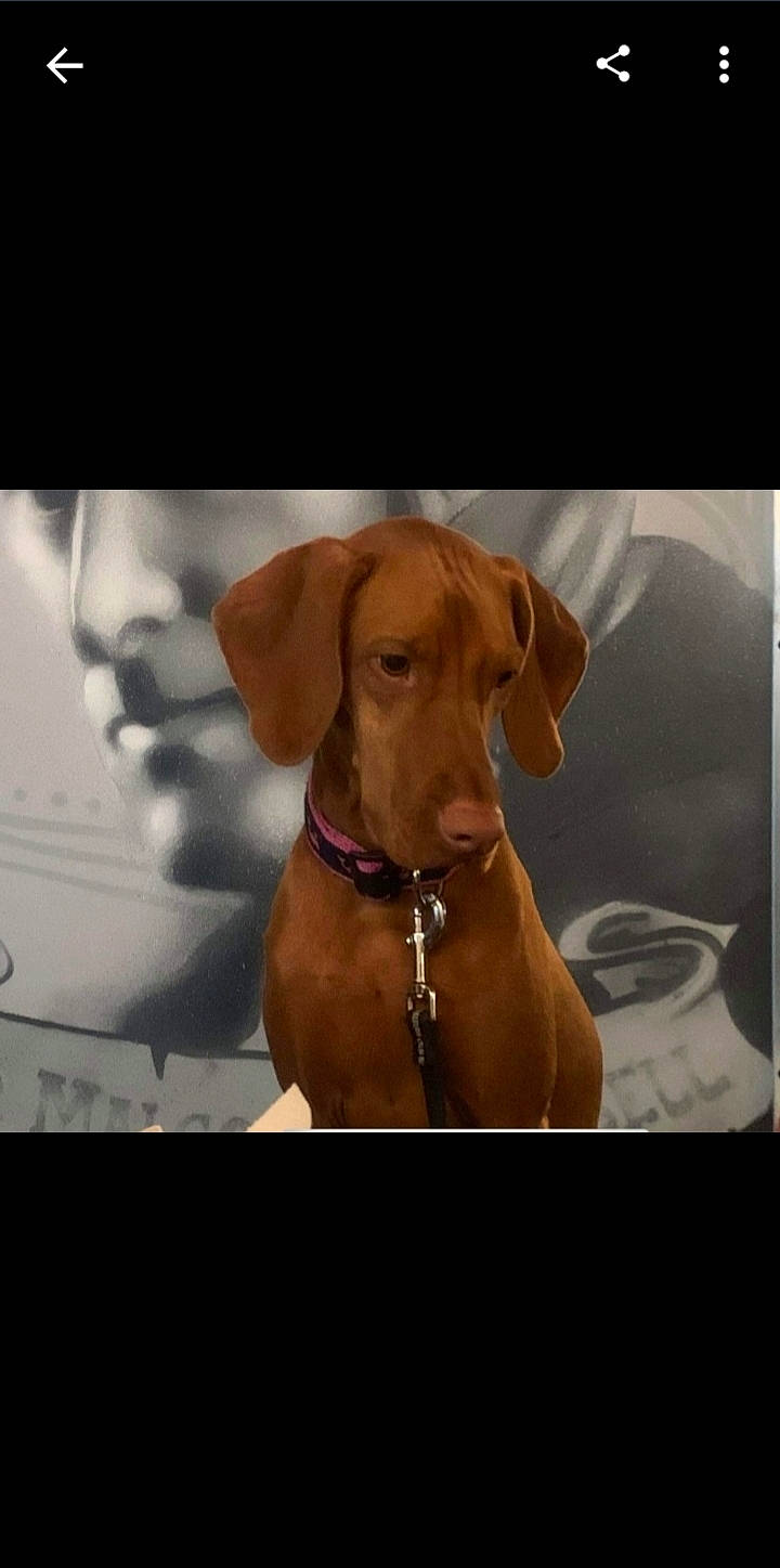 Rylee joined the competition — help win amazing prizes! canidae, carnivore, collar, companion_dog, dog, dog_breed, dog_collar, dog_supply, ear, fawn, gun_dog, hound, liver, pet_supply, photo_caption, snout, sporting_group, whiskers, windshield, working_animal