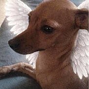Chipie participe au concours pour gagner de l'argent avec cette photo : dog, brown_dog, couch, indoor, pet, animal, relaxing, wings, angel_wings, digital_edit, closeup, side_view, fur, ears, snout, animal_portrait, companion, cute, calm, resting