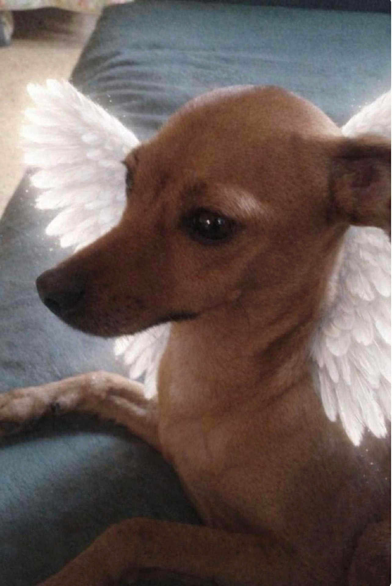 Chipie participe au concours pour gagner de l'argent avec cette photo : dog, brown_dog, couch, indoor, pet, animal, relaxing, wings, angel_wings, digital_edit, closeup, side_view, fur, ears, snout, animal_portrait, companion, cute, calm, resting