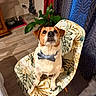 Marley a rejoint le concours — aidez-le/la à gagner de superbes lots ! dog, bow_tie, chair, indoor, plant, curtain, floor, pet, animal, looking_up, furniture, vacuum_cleaner, decor, brown, white, ears, floor_tile, domestic, cute, sitting