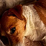 Marley a rejoint le concours — aidez-le/la à gagner de superbes lots ! dog, close_up, resting, brown, white, fur, blanket, cozy, indoor, pet, sleepy, animal, soft, texture, calm, warm_lighting, relaxation, companion, portrait, snout