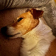 Marley a rejoint le concours — aidez-le/la à gagner de superbes lots ! dog, sleeping, resting, fur, bed, blanket, cozy, pet, animal, closeup, side_view, brown, white, ear, snout, indoor, warm_lighting, peaceful, relaxation, companion
