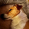 dog, sleeping, resting, fur, bed, blanket, cozy, pet, animal, closeup, side_view, brown, white, ear, snout, indoor, warm_lighting, peaceful, relaxation, companion