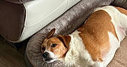 Marley a rejoint le concours — aidez-le/la à gagner de superbes lots ! dog, pet, dog_bed, leather_couch, floor, wood_floor, indoor, relaxed, brown_and_white, fur, canine, sleepy, resting, home, cozy, animal, domestic, companion, comfort, laying_down