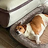 dog, pet, dog_bed, leather_couch, floor, wood_floor, indoor, relaxed, brown_and_white, fur, canine, sleepy, resting, home, cozy, animal, domestic, companion, comfort, laying_down