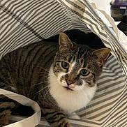 Charlie joined the competition — help win amazing prizes! animal, bag_handle, cat, cozy, curious, cute, domestic_cat, ears, feline, fur, indoor, looking_up, paws, pet, resting, striped_bag, striped_pattern, tabby, whiskers, white_paws
