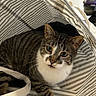 animal, bag_handle, cat, cozy, curious, cute, domestic_cat, ears, feline, fur, indoor, looking_up, paws, pet, resting, striped_bag, striped_pattern, tabby, whiskers, white_paws