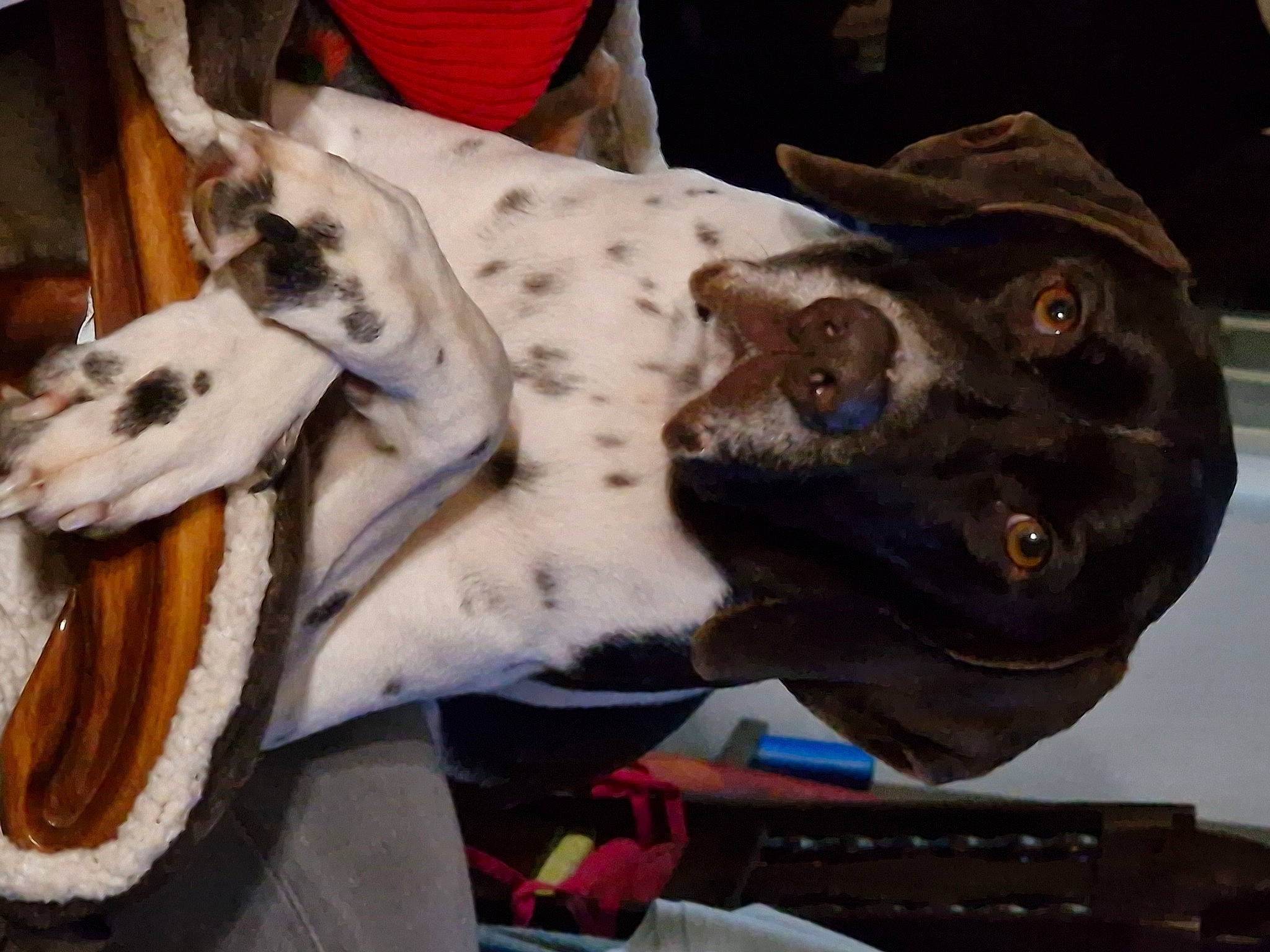 Rika a rejoint le concours — aidez-le/la à gagner de superbes lots ! art, canidae, carmine, carousel, companion_dog, dog_breed, event, fawn, fun, fur, jaw, metal, pack_animal, personal_protective_equipment, recreation, sculpture, snout, sporting_group, stallion, working_animal