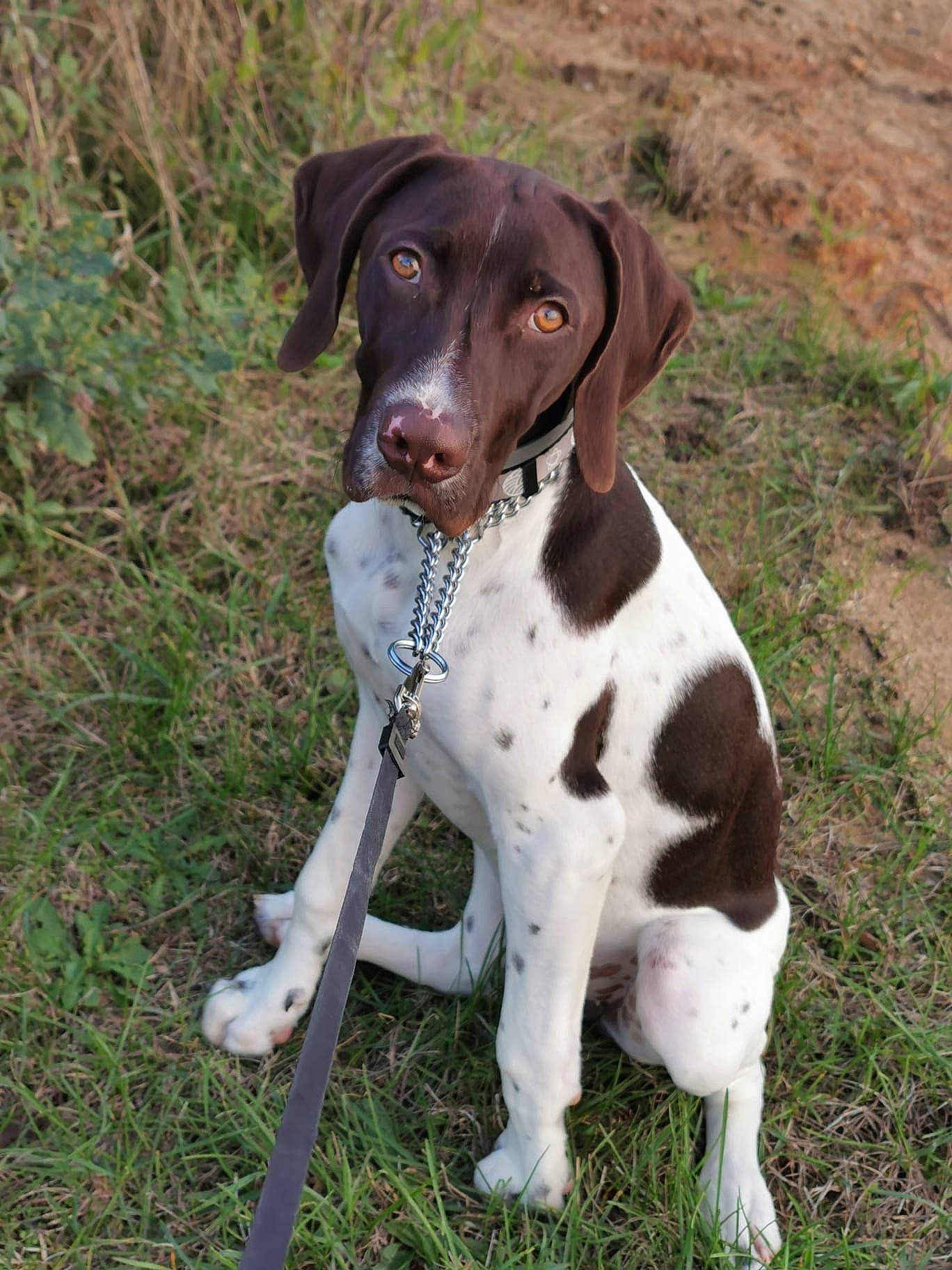 Rika participe au concours pour gagner de l'argent avec cette photo : canidae, carnivore, collar, companion_dog, dog, dog_breed, dog_collar, fawn, fender, grass, liver, metal, paw, pet_supply, plant, snout, sporting_group, tail, terrestrial_animal, working_animal