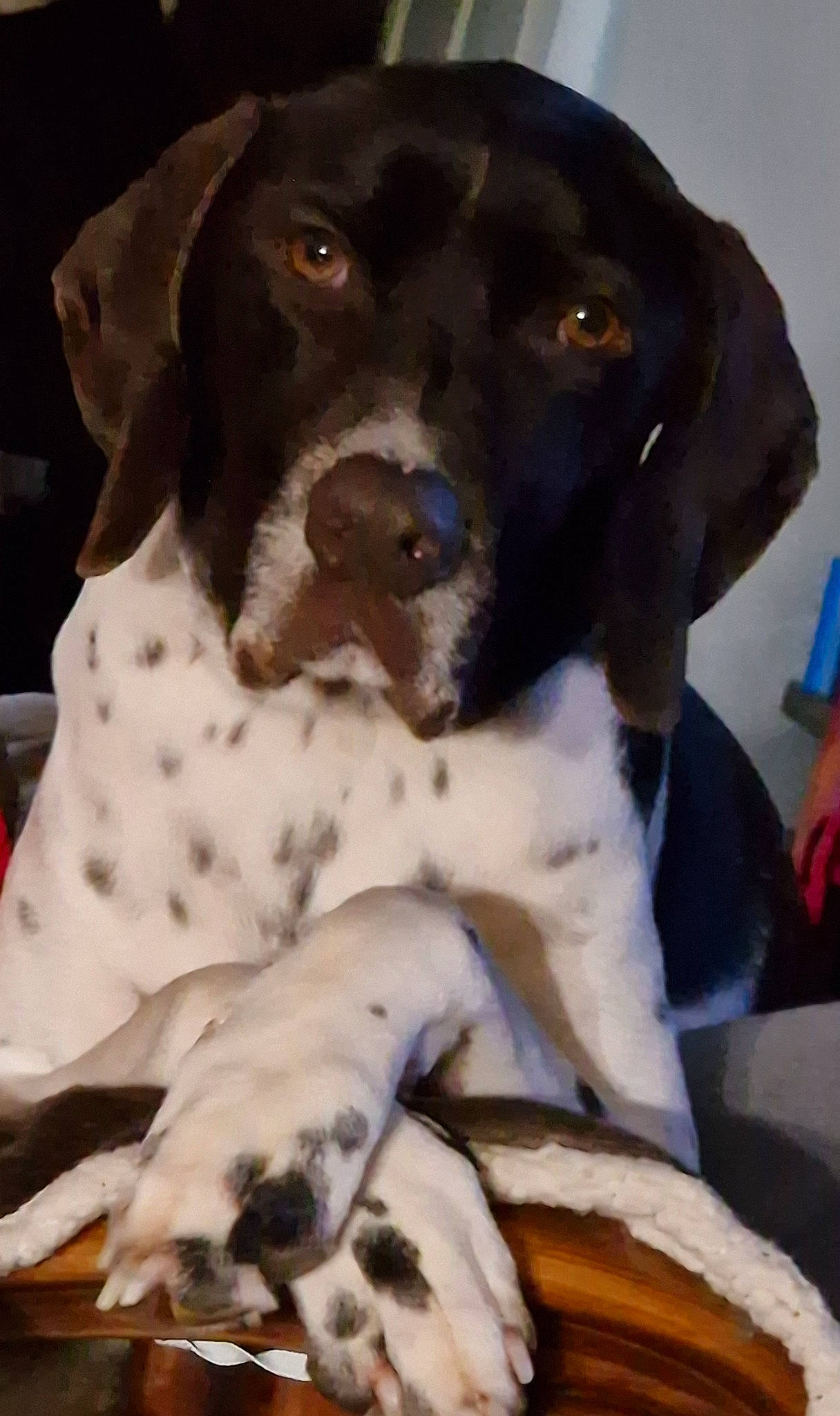 Rika a rejoint le concours — aidez-le/la à gagner de superbes lots ! canidae, carnivore, collar, comfort, companion_dog, dog, dog_breed, dog_collar, dog_supply, fawn, fur, gun_dog, liver, pet_supply, sleeve, snout, sporting_group, terrestrial_animal, working_animal