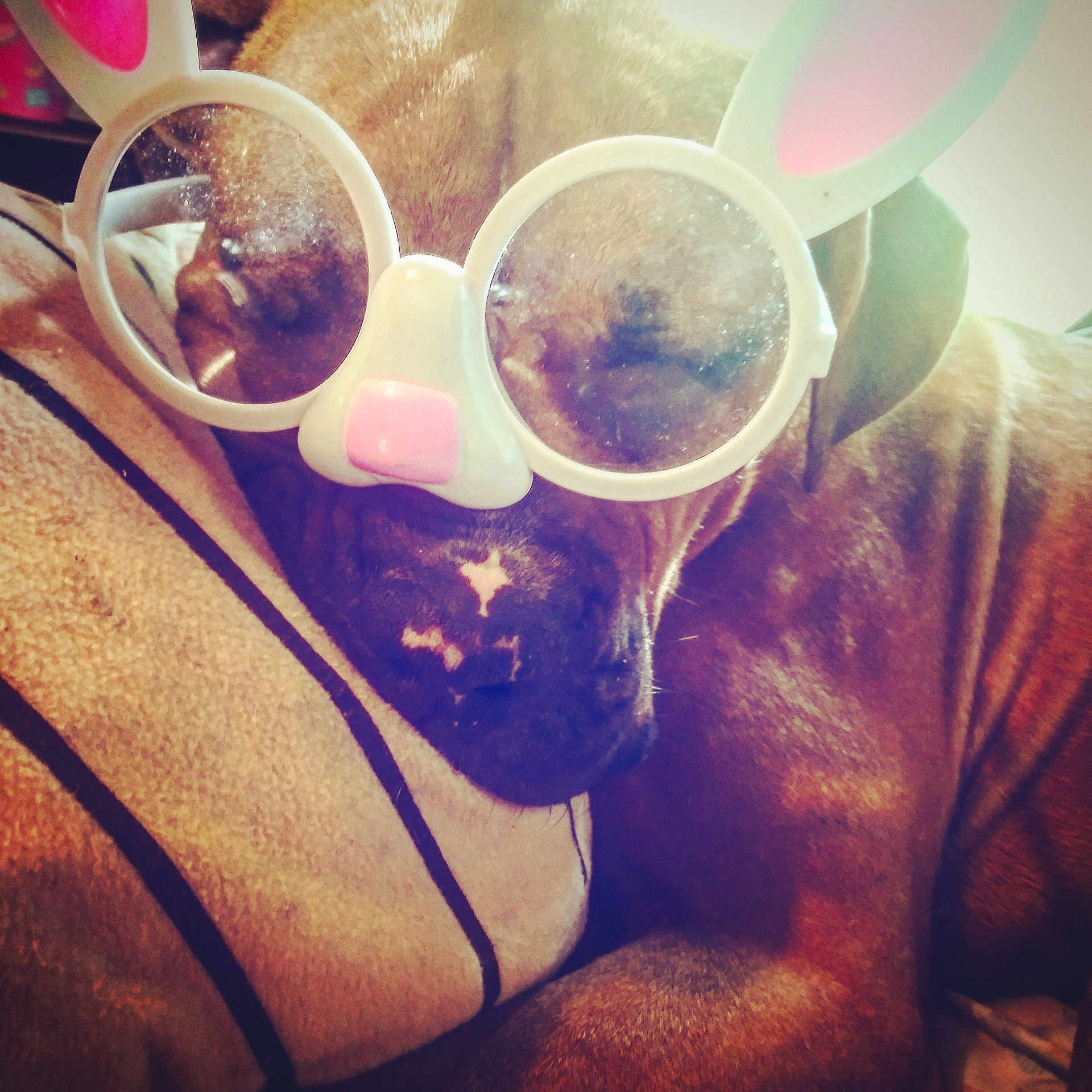 Rocko joined the competition — help win amazing prizes! beard, cloud, cool, drink, drinkware, eyewear, glasses, goggles, happy, human_leg, light, metal, meteorological_phenomenon, morning, personal_protective_equipment, selfie, sky, snout, sunglasses, vision_care