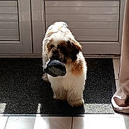 Aladin participe au concours pour gagner de l'argent avec cette photo : brown_and_white, chewing, curtain, cute, dog, doormat, fluffy_fur, front_view, home, indoor, mouth, pet, portrait, shadow, shih_tzu, slipper, small_dog, sunlight, tile_floor, walking