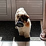 brown_and_white, chewing, curtain, cute, dog, doormat, fluffy_fur, front_view, home, indoor, mouth, pet, portrait, shadow, shih_tzu, slipper, small_dog, sunlight, tile_floor, walking