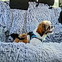 backseat, brown_and_white, car_interior, cozy, dog, fluffy, fur, harness, headrest, leash, pet, portrait, seat_cover, shih_tzu, sitting, small_dog, tongue_out, travel, vehicle, window