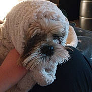 Aladin participe au concours pour gagner de l'argent avec cette photo : animal, blanket, comfort, companion, cozy, cute, dog, fur, fur_texture, hand, home, indoor, lap, pet, relaxed, resting, sleepy, snuggled, soft, warm_lighting