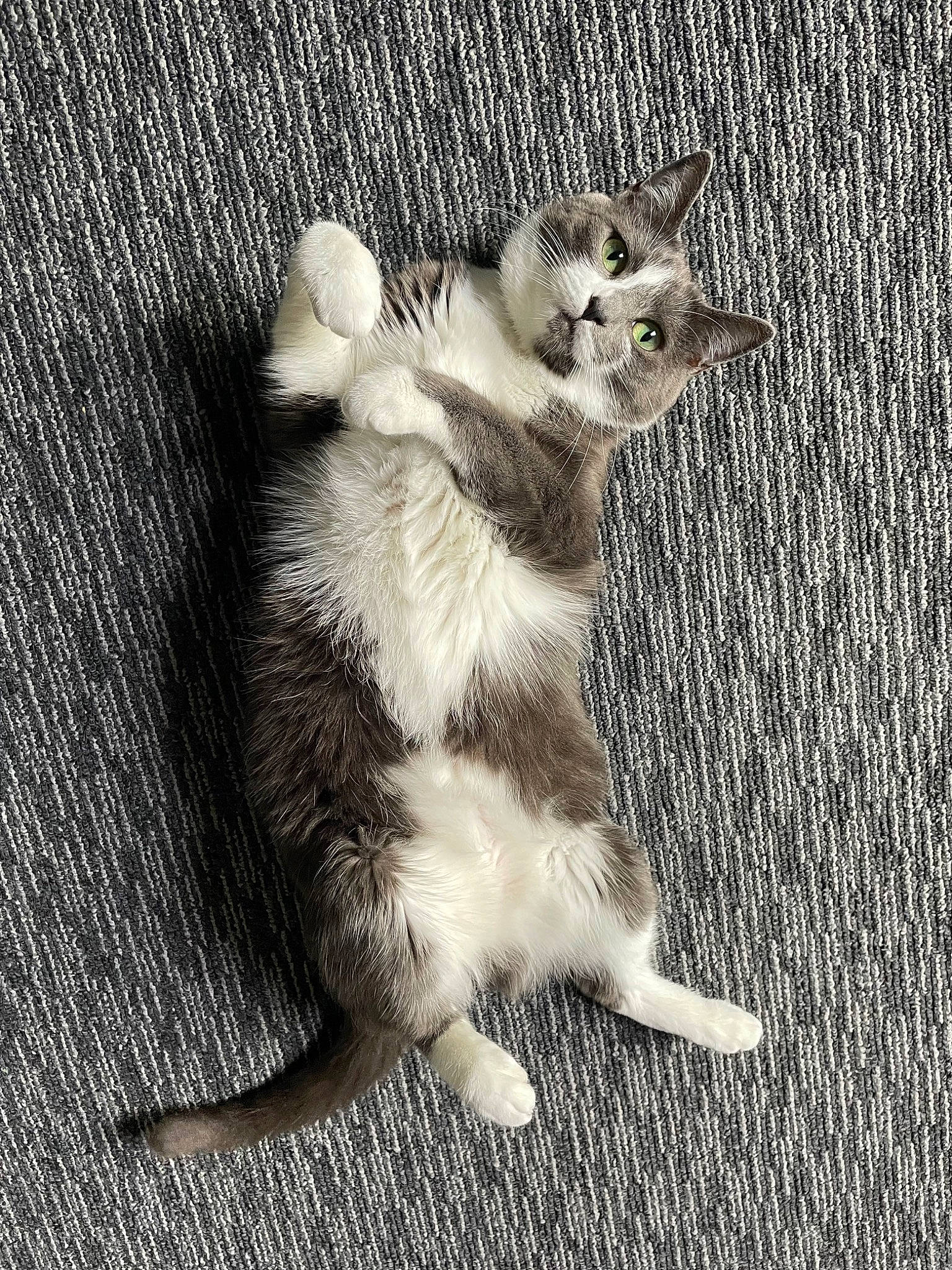 Chowder is registered to the contest to win money with this photo: canidae, carnivore, cat, claw, domestic_short_haired_cat, fawn, felidae, fur, grey, monochrome, monochrome_photography, paw, photo_caption, sitting, small_to_medium_sized_cats, snout, still_life_photography, tail, terrestrial_animal, whiskers