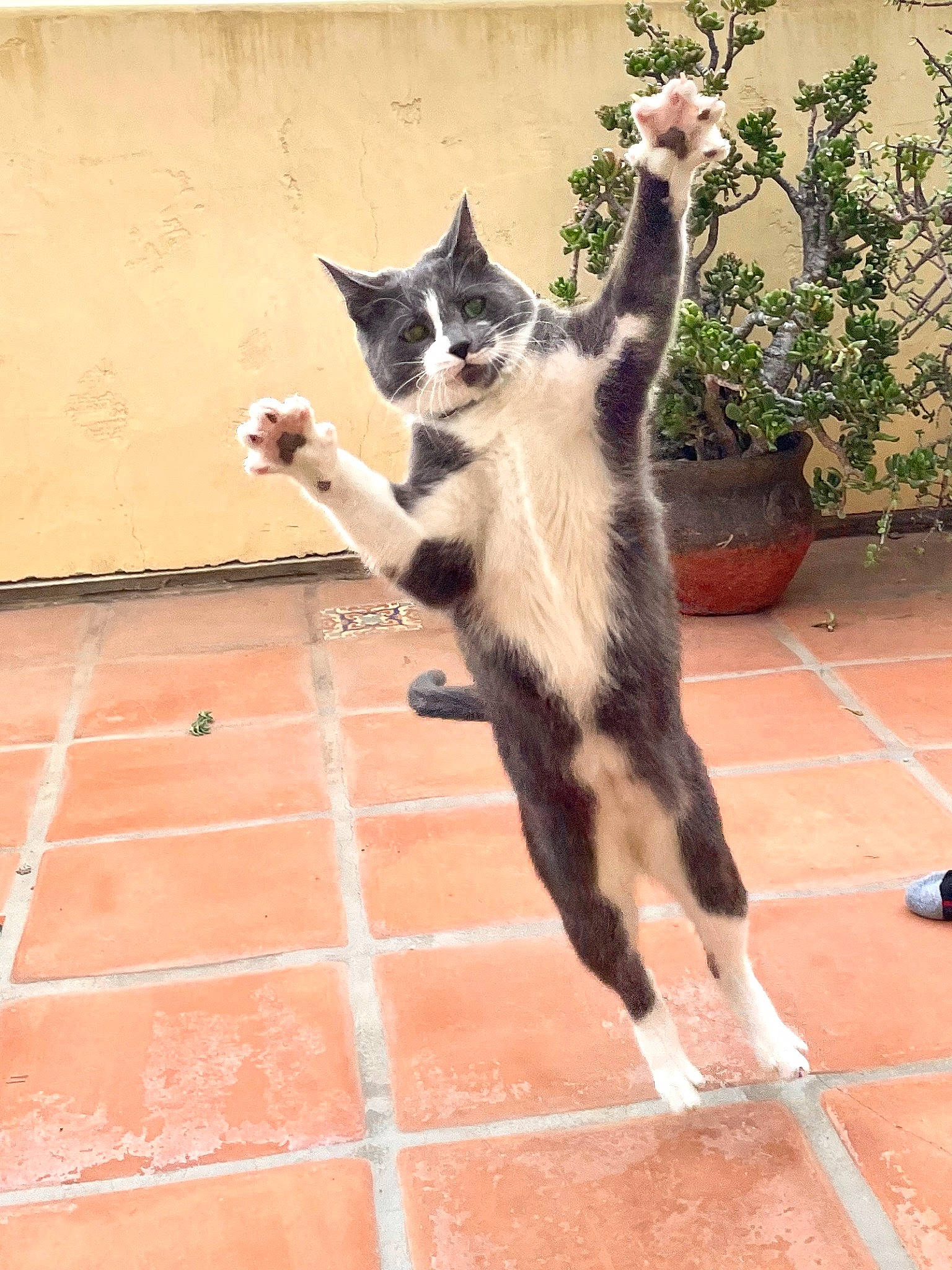 Chowder is registered to the contest to win money with this photo: brick, brickwork, canidae, carnivore, cat, dog_breed, domestic_short_haired_cat, felidae, flooring, flowerpot, fur, houseplant, paw, plant, shadow, small_to_medium_sized_cats, snout, tail, whiskers, window