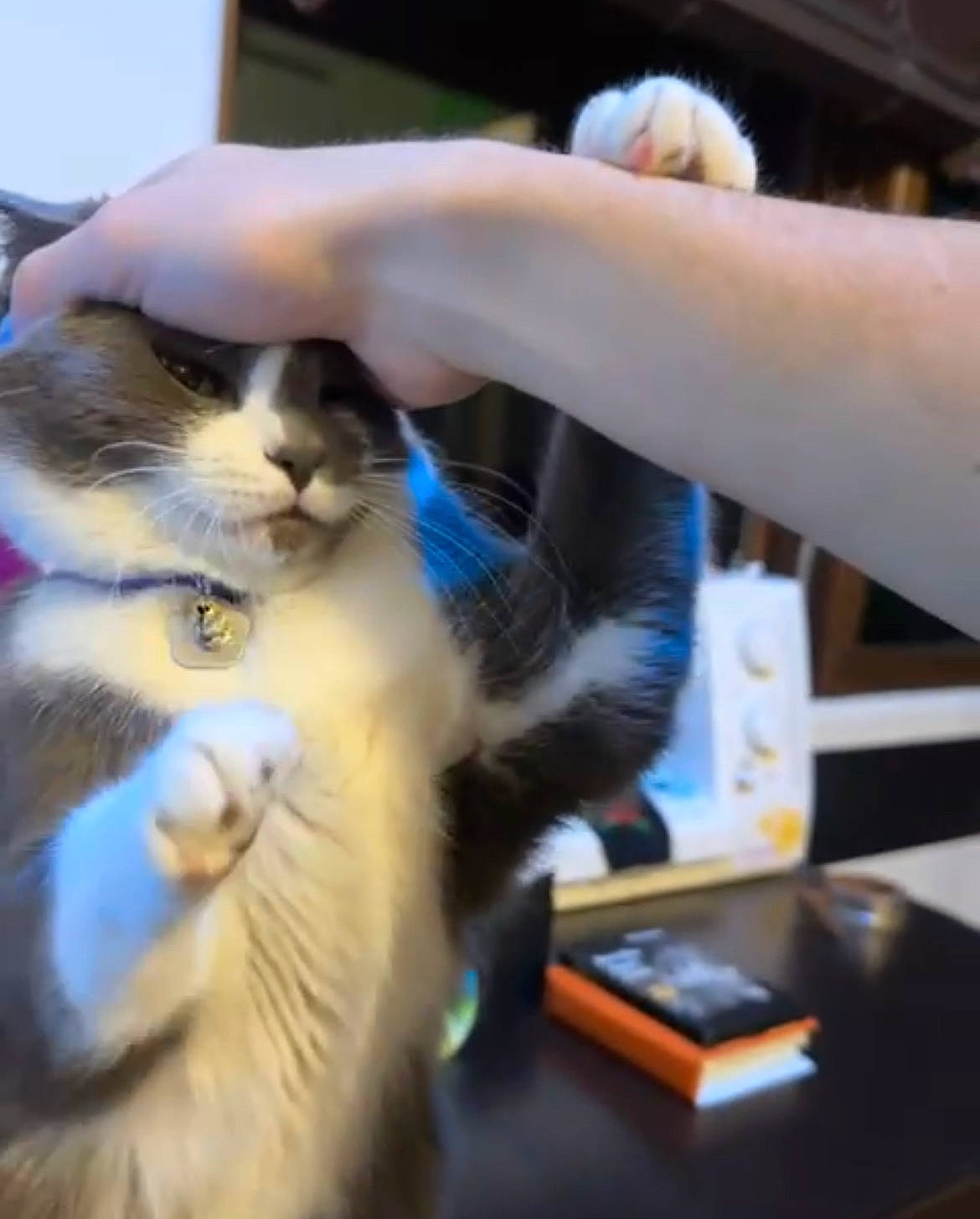 Chowder is registered to the contest to win money with this photo: box, carnivore, cat, claw, comfort, domestic_short_haired_cat, felidae, fur, gesture, human_leg, lap, nail, paw, sitting, small_to_medium_sized_cats, tail, whiskers, wrist