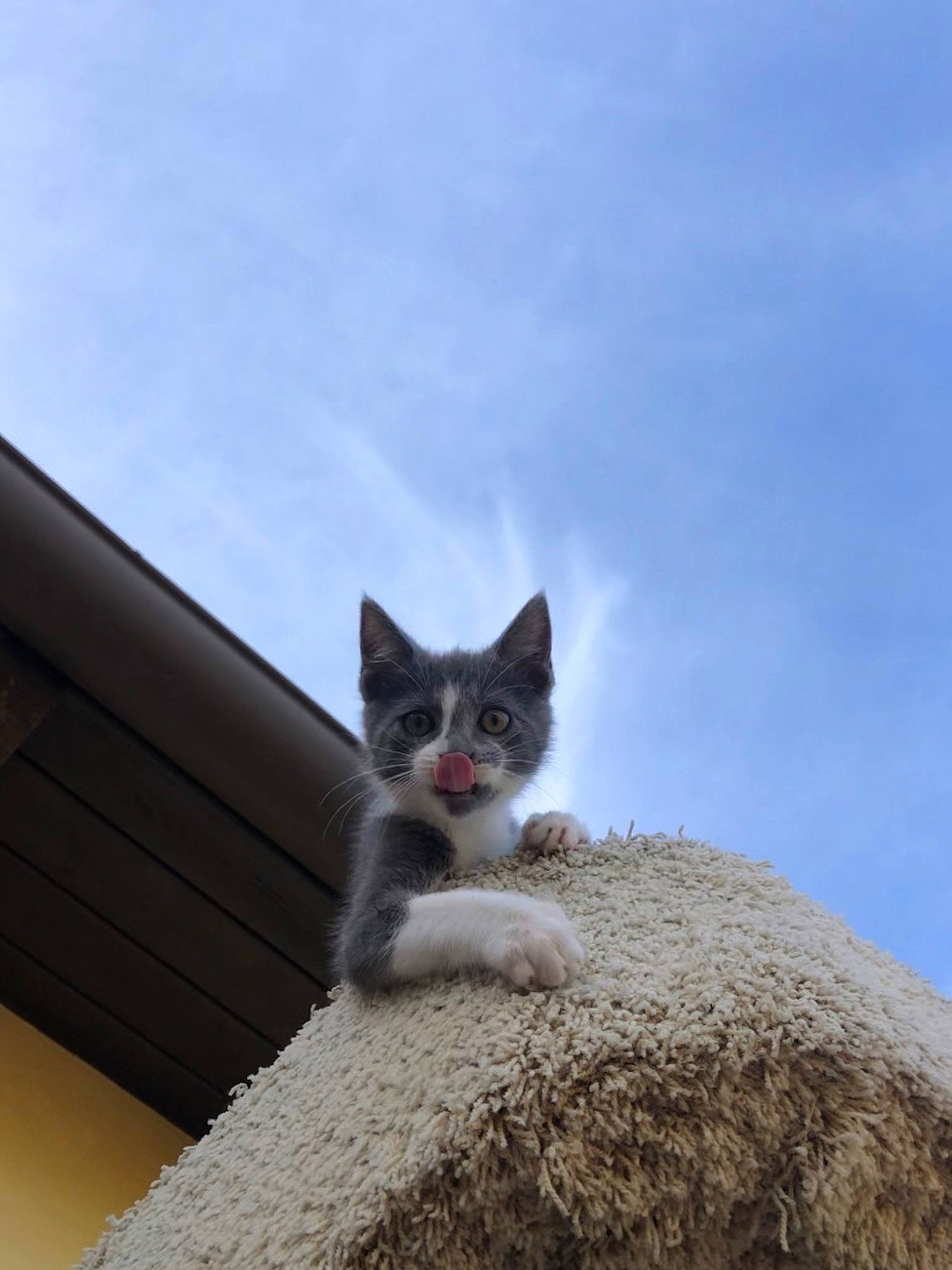 Chowder is registered to the contest to win money with this photo: carnivore, cat, cloud, domestic_short_haired_cat, felidae, fur, grey, house, paw, roof, sky, small_to_medium_sized_cats, snout, tail, tree, whiskers, wood