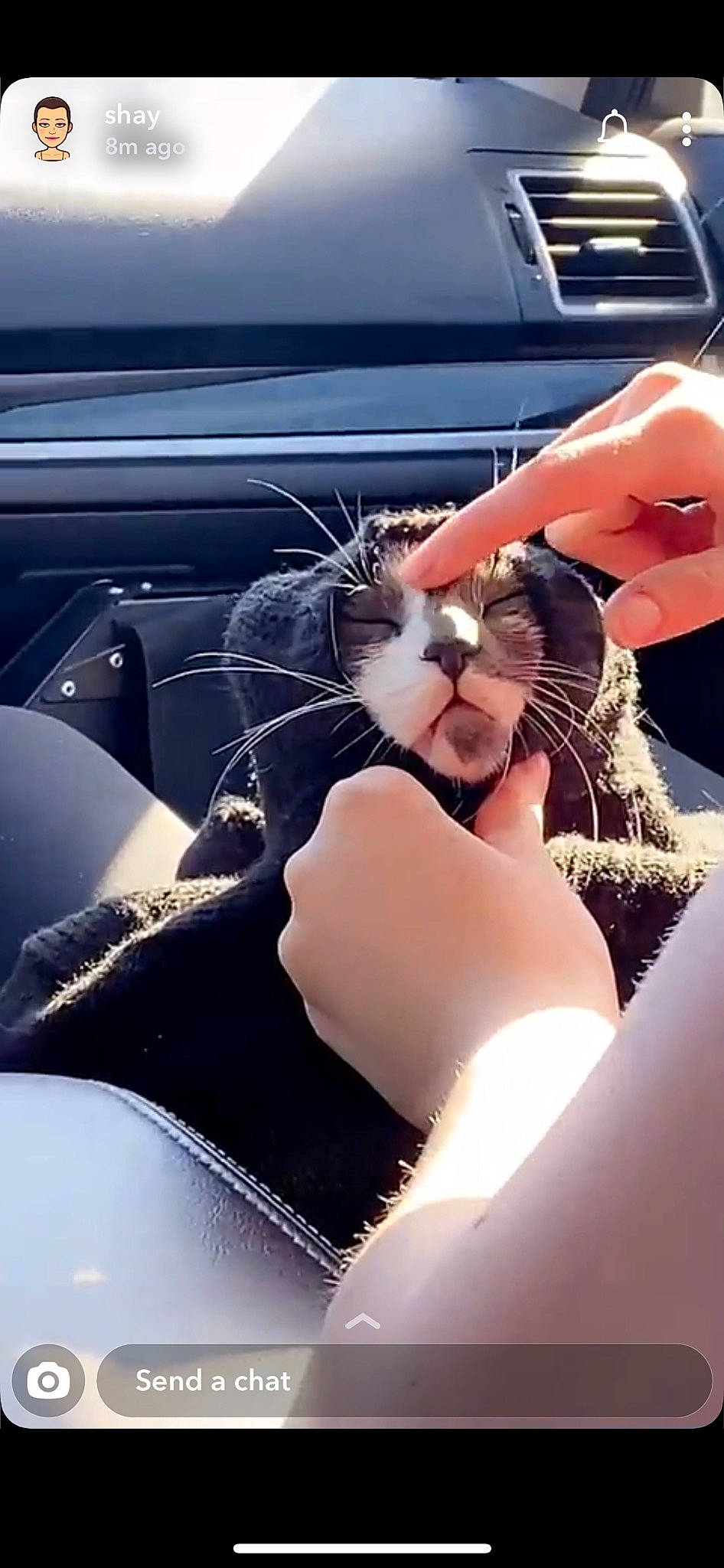 Chowder joined the competition — help win amazing prizes! automotive_design, automotive_exterior, carnivore, cat, comfort, felidae, finger, gesture, hand, hood, human_leg, nail, personal_luxury_car, small_to_medium_sized_cats, snout, thumb, tints_and_shades, vehicle_door, whiskers, window