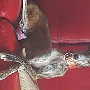 Felya participe au concours pour gagner de l'argent avec cette photo : art, bone, carmine, claw, comfort, fashion_accessory, feather, flesh, foot, fur, gesture, grey, human_leg, linens, magenta, metal, tail, wing, wrist