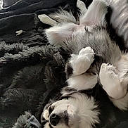 Yuko participe au concours pour gagner de l'argent avec cette photo : animal, black_and_white, blanket, canine, comfort, couch, cozy, cute, dog, fluffy, fur, home, indoor, leather, nap, pet, puppy, relaxed, resting, sleeping