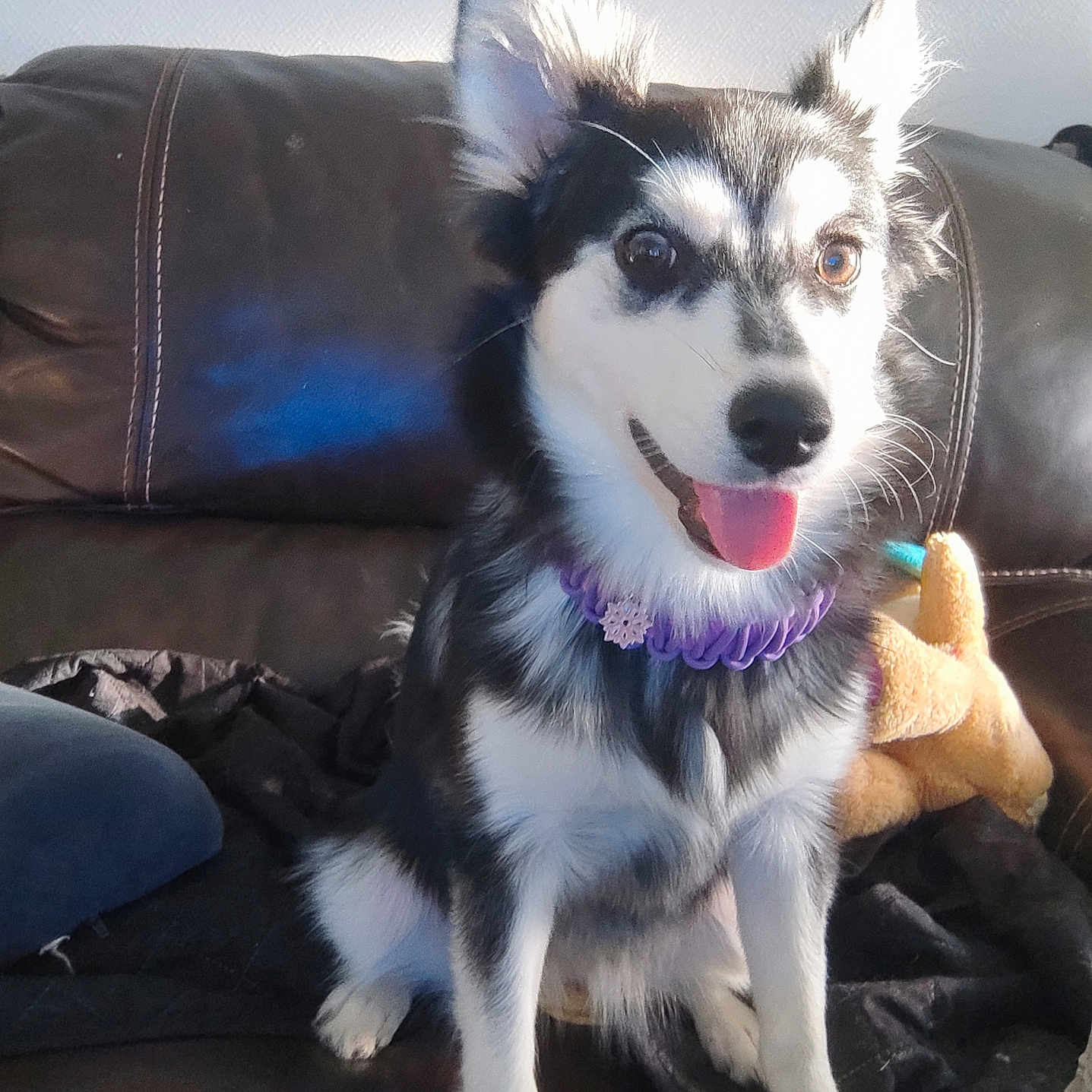 Yuko a rejoint le concours — aidez-le/la à gagner de superbes lots ! alert, animal, black_and_white_fur, canine, companion, cute, dog, domestic_animal, ears_up, friendly, fur, happy, indoor, leather_couch, pet, purple_collar, sitting, smiling, sunlight, tongue_out