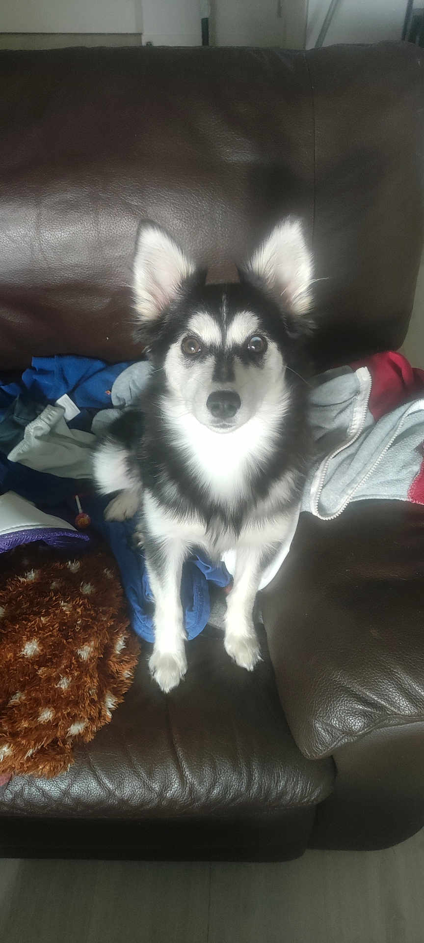 Yuko participe au concours pour gagner de l'argent avec cette photo : alert, animal, black, black_and_white, blanket, brown, clothing, companion, cute, dog, domestic, fluffy, furniture, indoor, leather_couch, looking_at_camera, perky_ears, pet, sitting, white