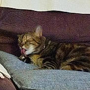 Zoé a rejoint le concours — aidez-le/la à gagner de superbes lots ! animal, cat, closeup, comfort, couch, cozy, cushion, domestic, feline, fur, home, indoor, licking, pet, relaxed, resting, sleepy, soft, striped, tabby