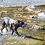 dog, black_dog, water, splash, creek, rocks, autumn_leaves, outdoor, nature, harness, playful, sunny, animal, canine, riverbed, wet, running, summer, active, daytime