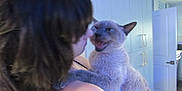 Maynard joined the competition — help win amazing prizes! person, cat, siamese_cat, indoor, kitchen, cabinet, open_door, fur, pet, holding, expression, meowing, shoulder, hair, light, home, animal, cute, domestic, feline