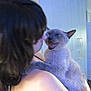 person, cat, siamese_cat, indoor, kitchen, cabinet, open_door, fur, pet, holding, expression, meowing, shoulder, hair, light, home, animal, cute, domestic, feline