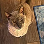 Maynard is registered to the contest to win money with this photo: cat, siamese_cat, pet, animal, indoor, wooden_floor, flooring, rug, blue_rug, whiskers, ears, tail, fur, looking_up, curious, domestic_cat, mammal, close_up, cute, companion