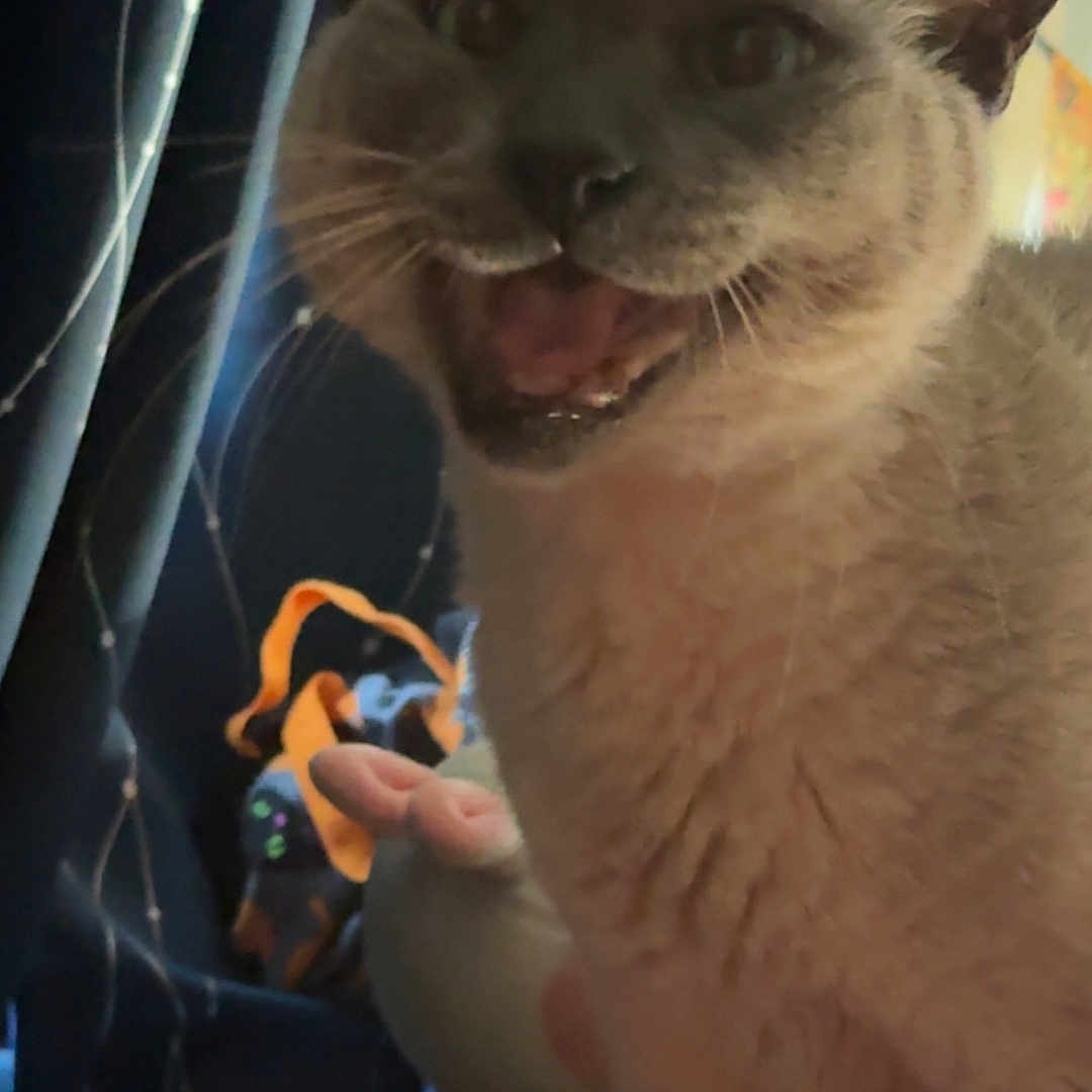 Maynard is registered to the contest to win money with this photo: animal, blurred_background, cat, close_up, cozy, curtain, cute, dim_light, domestic_animal, ears, expression, face, feline, fur, household, indoor, mouth_open, pet, table, whiskers