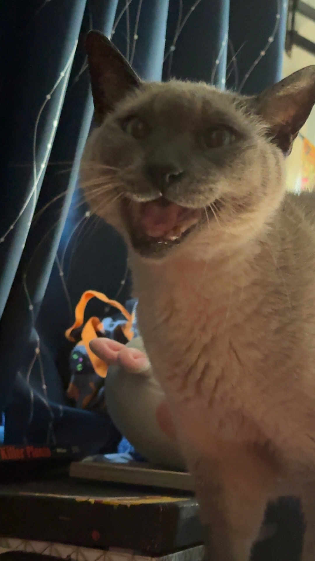 Maynard is registered to the contest to win money with this photo: cat, indoor, close_up, mouth_open, pet, feline, curtain, table, dim_light, animal, whiskers, fur, ears, domestic_animal, face, expression, household, blurred_background, cozy, cute