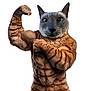 Maynard is registered to the contest to win money with this photo: cat, muscular_body, flexing, photoshop, animal_face, human_body, funny, surreal, edited_image, white_background, strong, posing, hybrid, bodybuilder, pet, meme, face_swap, abs, arms, biceps