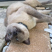 Maynard is registered to the contest to win money with this photo: cat, blue_eyes, fur, collar, outdoor, stone, relaxed, lying_down, pet, animal, whiskers, ears, paws, tail, closeup, feline, cute, sleepy, nature, ground