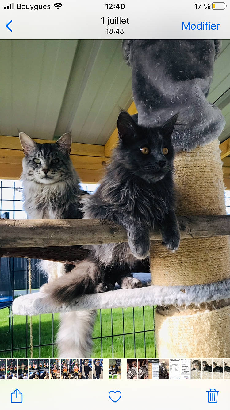 Sakura a rejoint le concours — aidez-le/la à gagner de superbes lots ! box, carnivore, cat, domestic_short_haired_cat, felidae, fence, fur, grass, grey, maine_coon, paw, photo_caption, small_to_medium_sized_cats, snout, tail, terrestrial_animal, whiskers, window, wood