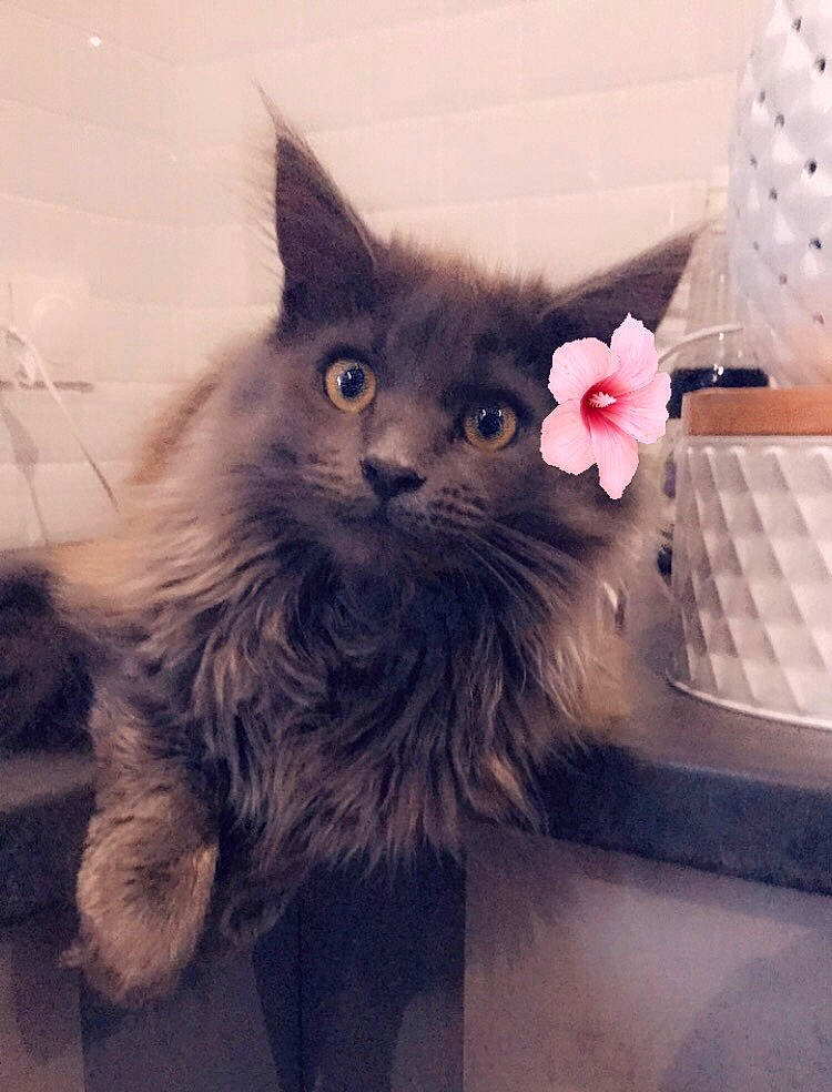 Sakura participe au concours pour gagner de l'argent avec cette photo : black_cat, british_longhair, carnivore, cat, claw, computer_keyboard, domestic_short_haired_cat, felidae, flower, flowerpot, fur, grey, input_device, paw, plant, small_to_medium_sized_cats, snout, tail, whiskers, window