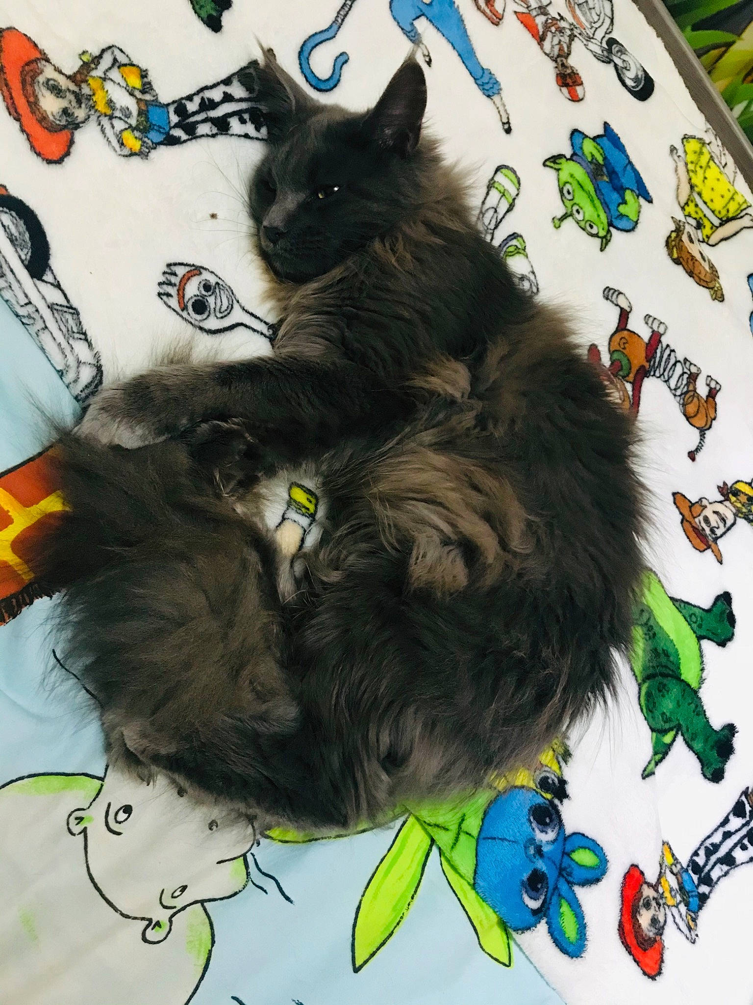 Sakura a rejoint le concours — aidez-le/la à gagner de superbes lots ! black_cat, canidae, carnivore, cat, comfort, companion_dog, dog_breed, domestic_short_haired_cat, felidae, fur, linens, mammal, nap, paw, small_to_medium_sized_cats, snout, sporting_group, tail, vertebrate, whiskers