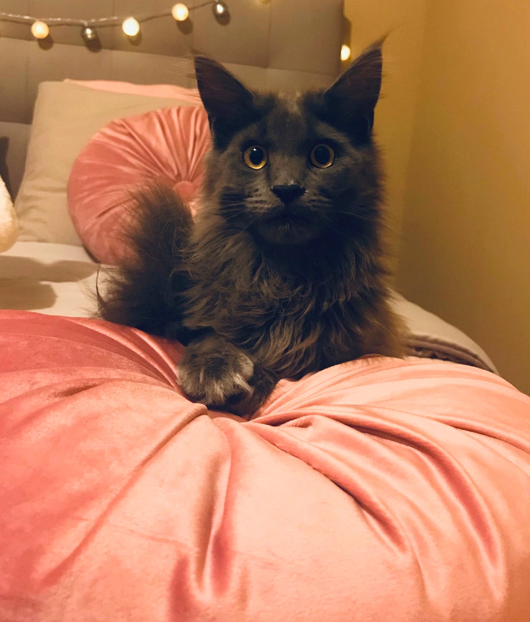 Sakura a rejoint le concours — aidez-le/la à gagner de superbes lots ! bed, black_cat, carnivore, cat, cat_supply, claw, comfort, domestic_short_haired_cat, fawn, felidae, fur, grey, hair, iris, sitting, small_to_medium_sized_cats, snout, tail, terrestrial_animal, whiskers