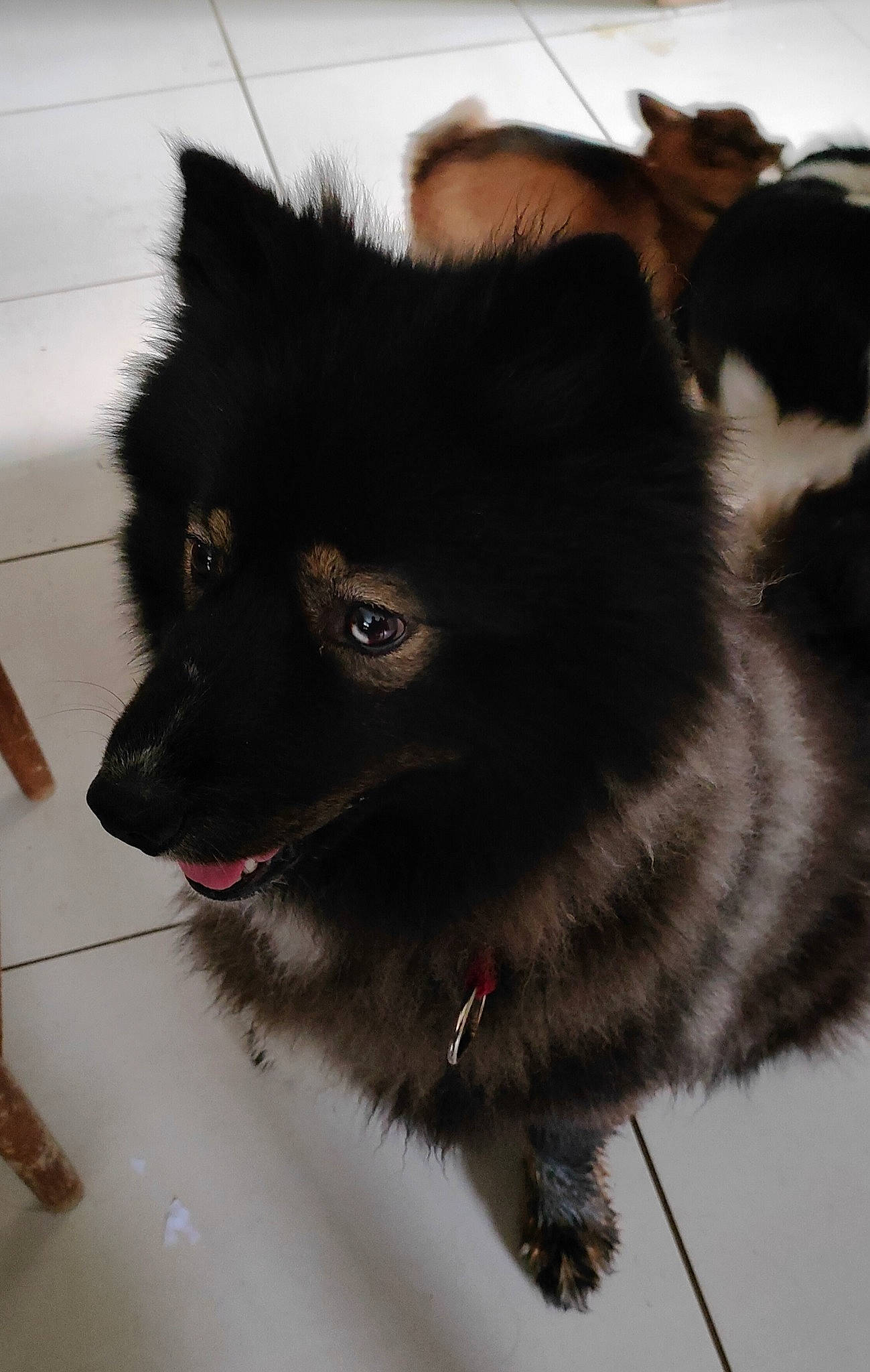 Raykou participe au concours pour gagner de l'argent avec cette photo : canidae, carnivore, collar, companion_dog, dog_breed, dog_collar, felidae, fur, german_spitz, german_spitz_mittel, non_sporting_group, paw, small_to_medium_sized_cats, snout, spitz, tail, whiskers, working_animal, working_dog